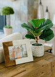 Potted Fiddle Leaf Tree