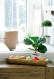 Potted Fiddle Leaf Tree