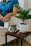 Potted Fiddle Leaf Tree