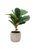 Potted Fiddle Leaf Tree